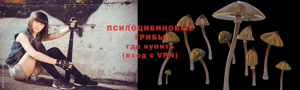прущие грибы Туринск